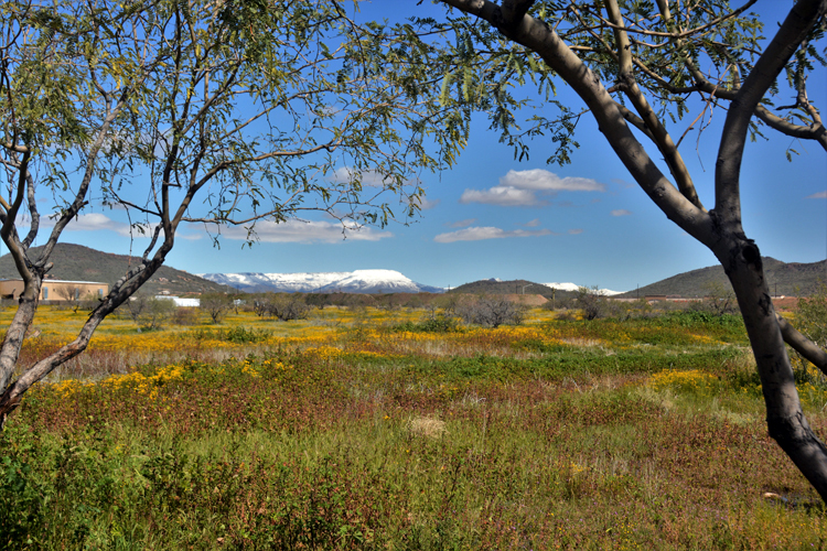 snow-capped mtns